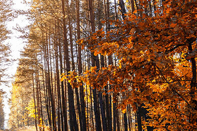 开云平台-BRO险胜V5，Meiko2爆发神勇，天才辅助横扫赛场！