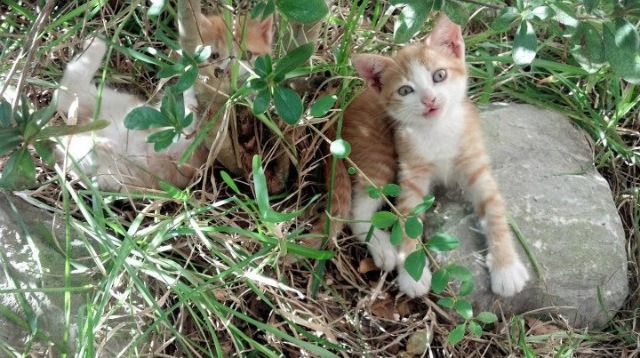 东决焦点战惊天冷门!爱尔兰力克波兰,关键战掀翻强敌引爆篮球界