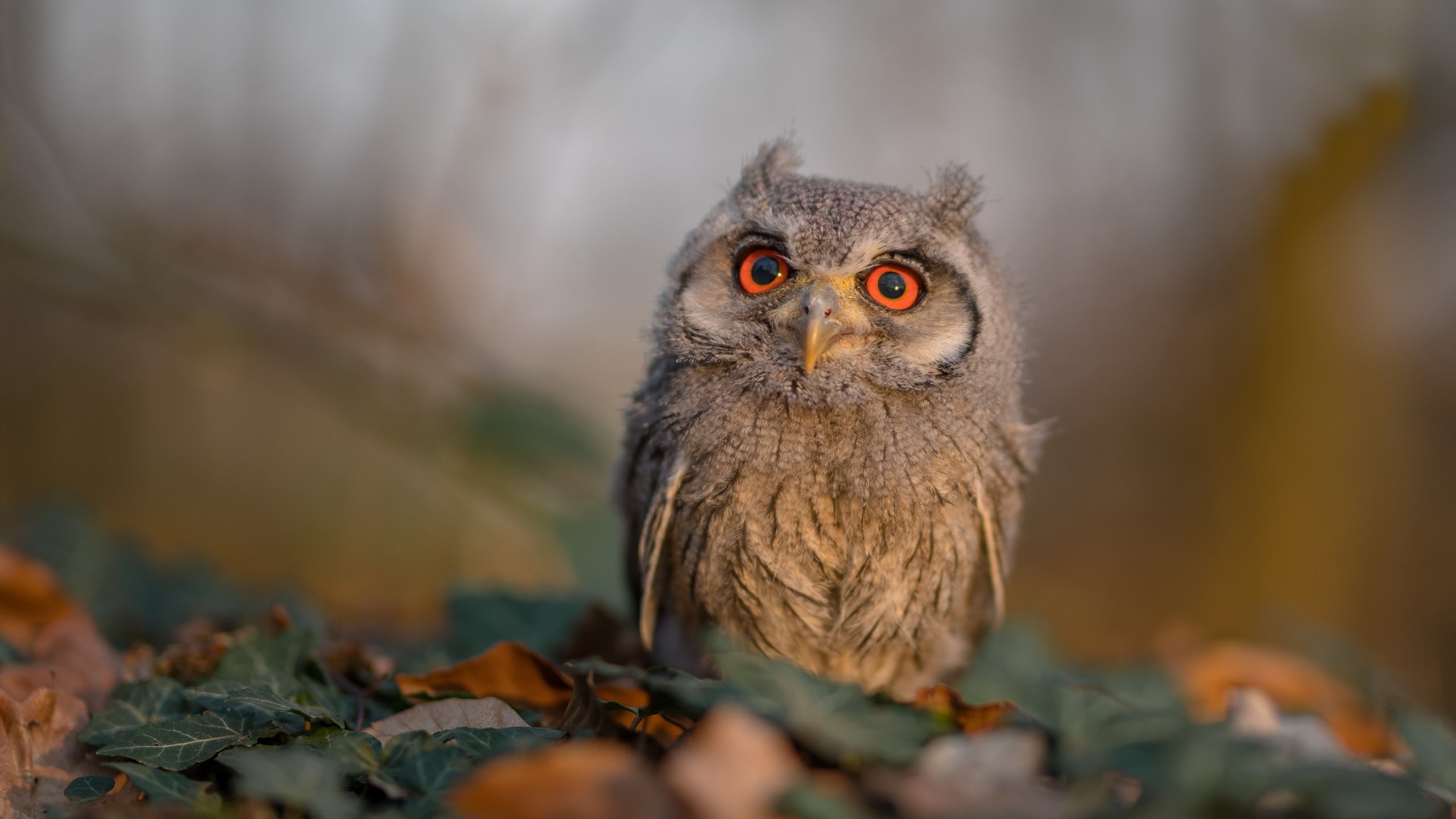 摩纳哥的悲欢两重天,赛道上的失意VS球场上的绝响